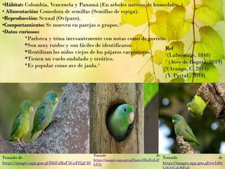 •Hábitat: Colombia, Venezuela y Panamá (En arboles nativos de humedales, )
• Alimentación: Comedora de semillas (Semillas de espiga).
•Reproducción: Sexual (Ovíparo).
•Comportamiento: Se mueven en parejas o grupos.²
•Datos curiosos:
*Parlotea y trina incesantemente con notas como de gorrión.
*Son muy ruidos y son fáciles de identificarse.
*Reutilizan los nidos viejos de los pájaros carpinteros.
*Tienen un vuelo ondulado y errático.
*Es popular como ave de jaula.³
Ref
¹(Lafresnaye, 1848)
² (Aves de Bogotá, 2019)
³(Arango, C. 2014)
(Y. Partal , 2018)
Tomado de
https://images.app.goo.gl/DhFnBaF5CnFf2gC46
Tomado de
https://images.app.goo.gl/hanx3HuEtiLiF
hT56
Tomado de
https://images.app.goo.gl/ew1d6t
 