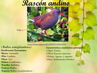 (Rallus semiplumbeus)
Clasificación Taxonómica
•Reino: Animalia.
•Filo: Cordata.
•Clase: Ave.
•Orden: Gruiformes.
•Familia: Rallidae.
•Genero: Rallus.
•Especie: Rallus semiplumbeus. ³
Rascón andino
Características anatómicas principales:
1 Ojos: Visión.
2 Pico: Extraer insectos.
3 Patas: Agarre y soporte.
4Alas: Aislamiento térmico.
1Ojo
2Pico
3Ala
4 Pata
Tomado de
https://images.app.goo.gl/yz76GP2UcLQ3w1PS9
 