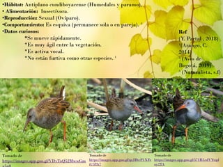 •Hábitat: Antiplano cundiboyacense (Humedales y paramo).
• Alimentación: Insectívora.
•Reproducción: Sexual (Ovíparo).
•Comportamiento: Es esquiva (permanece sola o en pareja). ²
•Datos curiosos:
*Se mueve rápidamente.
*Es muy ágil entre la vegetación.
*Es activa vocal.
*No están furtiva como otras especies. ¹
Ref
(Y. Partal , 2018)
¹(Arango, C.
2014)
² (Aves de
Bogotá, 2019)
³ (Naturalista, s.f)
Tomado de
https://images.app.goo.gl/VDvToQ52MwwGm
Tomado de
https://images.app.goo.gl/qzJBtcP1XFe
iU5Tk7
Tomado de
https://images.app.goo.gl/571RLcdVYvqd
oy2TA
 