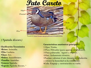 (Spatula discors)
Clasificación Taxonómica
•Reino: Animalia.
•Filo: Cordata.
•Clase: Ave.
•Orden: Anseriformes.
•Familia: Anatidae.
•Genero: Spatula.
•Especie: Spatula discors. ³
Pato Careto
Tomado de https://images.app.goo.gl/LixoGN9S5jRKNZ5fA
Características anatómicas principales:
1 Ojos: Visión.
2 Pico: Filtrador (para agarrar su alimento).
3 Pata palmeada: Agarre y soporte.
4Alas: Aislamiento térmico.
5Narina: calentar el aire durante la inhalación
y retener la humedad en la exhalación
6Cola: Empuje y sustentación en vuelo.
1Ojo
5Narina 2Pico
6cola
3Pata
4 Ala
 