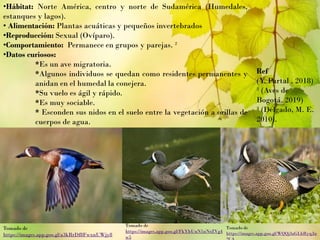 •Hábitat: Norte América, centro y norte de Sudamérica (Humedales,
estanques y lagos).
• Alimentación: Plantas acuáticas y pequeños invertebrados
•Reproducción: Sexual (Ovíparo).
•Comportamiento: Permanece en grupos y parejas. ²
•Datos curiosos:
*Es un ave migratoria.
*Algunos individuos se quedan como residentes permanentes y
anidan en el humedal la conejera.
*Su vuelo es ágil y rápido.
*Es muy sociable.
* Esconden sus nidos en el suelo entre la vegetación a orillas de
cuerpos de agua.
Ref
(Y. Partal , 2018)
² (Aves de
Bogotá, 2019)
³ (Delgado, M. E.
2010).
Tomado de
https://images.app.goo.gl/a3kRrDf8FwxnUWjy8
Tomado de
https://images.app.goo.gl/FkYbUuN1nNrZVg4
w5
Tomado de
https://images.app.goo.gl/WQQj3aGLhRyqJn
 