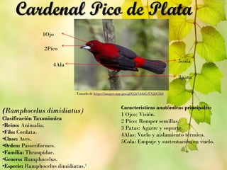 (Ramphocelus dimidiatus)
Clasificación Taxonómica
•Reino: Animalia.
•Filo: Cordata.
•Clase: Aves.
•Orden: Passeriformes.
•Familia: Thraupidae.
•Genero: Ramphocelus.
•Especie: Ramphocelus dimidiatus.¹
Cardenal Pico de Plata
Características anatómicas principales:
1 Ojos: Visión.
2 Pico: Romper semillas.
3 Patas: Agarre y soporte.
4Alas: Vuelo y aislamiento térmico.
5Cola: Empuje y sustentación en vuelo.
Tomado de https://images.app.goo.gl/QJzVb4zCrTXjbC5b8
5cola
3pata
4Ala
2Pico
1Ojo
 