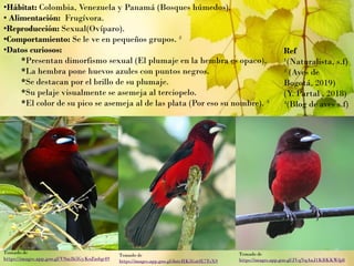 •Hábitat: Colombia, Venezuela y Panamá (Bosques húmedos).
• Alimentación: Frugívora.
•Reproducción: Sexual(Ovíparo).
•Comportamiento: Se le ve en pequeños grupos. ²
•Datos curiosos:
*Presentan dimorfismo sexual (El plumaje en la hembra es opaco).
*La hembra pone huevos azules con puntos negros.
*Se destacan por el brillo de su plumaje.
*Su pelaje visualmente se asemeja al terciopelo.
*El color de su pico se asemeja al de las plata (Por eso su nombre). ³
Ref
¹(Naturalista, s.f)
² (Aves de
Bogotá, 2019)
(Y. Partal , 2018)
³(Blog de aves s.f)
Tomado de
https://images.app.goo.gl/V9m3h5GyKoZndqr49
Tomado de
https://images.app.goo.gl/dntcHK5GztfE7TsX9
Tomado de
https://images.app.goo.gl/JVqNqAnJ1KBKKWfp8
 