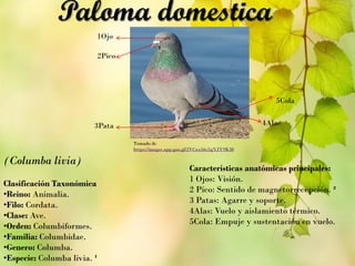 (Columba livia)
Clasificación Taxonómica
•Reino: Animalia.
•Filo: Cordata.
•Clase: Ave.
•Orden: Columbiformes.
•Familia: Columbidae.
•Genero: Columba.
•Especie: Columba livia. ¹
Paloma domestica
Tomado de
https://images.app.goo.gl/2VCxx56c2qNJY9K38
Características anatómicas principales:
1 Ojos: Visión.
2 Pico: Sentido de magnetorrecepción. ²
3 Patas: Agarre y soporte.
4Alas: Vuelo y aislamiento térmico.
5Cola: Empuje y sustentación en vuelo.
1Ojo
2Pico
5Cola
3Pata 4Alas
 