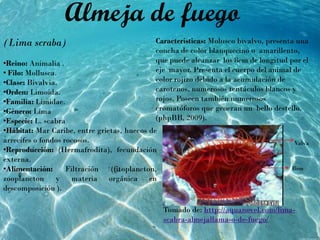 (Lima scraba)
•Reino: Animalia .
• Filo: Mollusca.
•Clase: Bivalvia.
•Orden: Limoida.
•Familia: Limidae.
•Género: Lima
•Especie: L. scabra
•Hábitat: Mar Caribe, entre grietas, huecos de
arrecifes o fondos rocosos.
•Reproducción: (Hermafrodita), fecundación
externa.
•Alimentación: Filtración (fitoplancton,
zooplancton y materia orgánica en
descomposición ).
Almeja de fuego
Características: Molusco bivalvo, presenta una
concha de color blanquecino o amarillento,
que puede alcanzar los 8cm de longitud por el
eje mayor. Presenta el cuerpo del animal de
color rojizo debido a la acumulación de
carotenos, numerosos tentáculos blancos y
rojos. Poseen también numerosos
cromatóforos que generan un bello destello.
(phpBB, 2009).
Valva
Biso
Tomado de: http://aquanovel.com/lima-
scabra-almejallama-o-de-fuego/
 