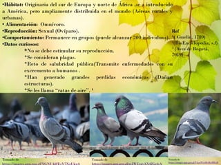 •Hábitat: Originaria del sur de Europa y norte de África ,se a introducido
a América, pero ampliamente distribuida en el mundo (Aéreas rurales y
urbanas).
• Alimentación: Omnívoro.
•Reproducción: Sexual (Ovíparo).
•Comportamiento: Permanece en grupos (puede alcanzar 200 individuos).
•Datos curiosos:
*No se debe estimular su reproducción.
*Se consideran plagas.
*Reto de salubridad pública(Transmite enfermedades con su
excremento a humanos .
*Han generado grandes perdidas económicas (Dañan
estructuras).
*Se les llama “ratas de aire”. ¹
Ref
¹( Gmelin, 1789)
²(BioEnciclopedia, s.f)
³ (Aves de Bogotá,
2019)
Tomado de Tomado de
https://images.app.goo.gl/zcJWUrgvAX42Go4cA
Tomado de
https://images.app.goo.gl/TAasTCrtBvHyfHGt8
 