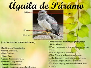 (Geranoaetus melanoleucus)
Clasificación Taxonómica
•Reino: Animalia.
•Filo: Cordata.
•Clase: Ave.
•Orden: Accipitriformes.
•Familia: Accipitridae.
•Genero: Geranoaetus.
•Especie: Geranoaetus melanoleucus.
Águila de Páramo
Características anatómicas principales:
1 Ojos: Visión.
2 Pico: Desgarrar y tirar de la carne de sus
presas. ¹
3 Patas: Agarre y soporte.
4Alas: Vuelo y aislamiento térmico.
5Cola: Empuje y sustentación en vuelo.
6Garras: Largas, afiladas y curvas
(Permiten coger y matar fácilmente a sus
presas).¹
Tomado de https://images.app.goo.gl/wmaKtA2hyrX53W1P6
4Alas
2Pico
5Cola
1Ojo
3Pata
6Garras
 