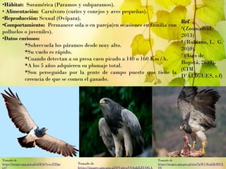 •Hábitat: Suramérica (Paramos y subparamos).
• Alimentación: Carnívoro (curíes y conejos y aves pequeñas).
•Reproducción: Sexual (Ovípara).
•Comportamiento: Permanece sola o en pareja(en ocasiones en familia con
polluelos o juveniles).
•Datos curiosos:
*Sobrevuela los páramos desde muy alto.
*Su vuelo es rápido.
*Cuando detectan a su presa caen picado a 140 o 160 Km / h.
*A los 5 años adquieren su plumaje total.
*Son perseguidas por la gente de campo puesto que tiene la
creencia de que se comen el ganado.
Ref
¹(Zoomadrid,
2013)
² (Rubiano, L. G.
2010).
³ (Aves de
Bogotá, 2019).
(CIM
D’ÁLIGUES, s.f)
Tomado de
https://images.app.goo.gl/shM1hNewyPZ8gr
p47
Tomado de
https://images.app.goo.gl/DVubcuVSAnkEZUQGA
Tomado de
https://images.app.goo.gl/aimNpWUBxjQKMDX
E8
 