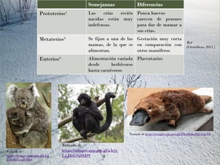 Semejanzas Diferencias
Prototerios¹ Las crías recién
nacidas están muy
indefensas.
Ponen huevos
carecen de pezones
para dar de mamar a
sus crías.
Metaterios² Se fijan a una de las
mamas, de la que se
alimentan.
Gestación muy corta
en comparación con
otros mamíferos
Euterios³ Alimentación variada
desde herbívoros
hasta carnívoros
Placentarios
¹
Tomado de https://images.app.goo.gl/JSkaMakaJQnysurV8
²
Tomado de
https://images.app.goo.gl/eYg
jxQ3B87wnPfHr8
Ref
(Científicas, 2011 )
³
Tomado de
https://images.app.goo.gl/x3ejv
LyJ5sGSaS6D9
 