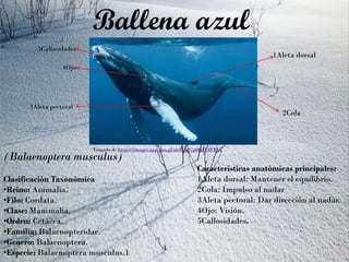 Ballena azul
(Balaenoptera musculus)
Clasificación Taxonómica
•Reino: Animalia.
•Filo: Cordata.
•Clase: Mammalia.
•Orden: Cetacea.
•Familia: Balaenopteridae.
•Genero: Balaenoptera.
•Especie: Balaenoptera musculus.1
Tomado de https://images.app.goo.gl/ab4Up87p6tHT4VEC7
1Aleta dorsal
2Cola
3Aleta pectoral
4Ojo
5Callosidades
Características anatómicas principales:
1Aleta dorsal: Mantener el equilibrio.
2Cola: Impulso al nadar
3Aleta pectoral: Dar dirección al nadar.
4Ojo: Visión.
5Callosidades.
 