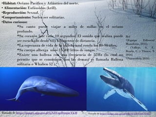 •Hábitat: Océano Pacifico y Atlántico del norte.
• Alimentación: Eufáusidos (krill).
•Reproducción: Sexual.
•Comportamiento: Suelen ser solitarias.
•Datos curiosos:
*Su canto puede viajar a miles de millas en el océano
profundo.
*Su corazón late cada 10 segundos. El sonido que realiza puede
ser escuchado desde tres kilómetros de distancia.
*La esperanza de vida de la ballena azul ronda los 80-90 años.
*Su cuerpo alberga unos 15.000 litros de sangre
*Existe una ballena con una frecuencia de 52Hz (lo cual no
permite que se comunique con las demas) es llamada Ballena
solitaria o Whalien 52 . ³
Ref
¹(Equipo Editorial
Mamíferos, 2015)
² (Vallejo, A. F.,
Boada, C. y Tinoco, N
2016)
³(Naturahoy, 2016)
Tomado de https://images.app.goo.gl/CjX8VnpHtzqueYk38 Tomado de https://images.app.goo.gl/wBdAFL3DVsbCTUkd7
 