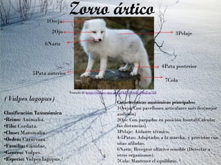 (Vulpes lagopus)
Clasificación Taxonómica
•Reino: Animalia.
•Filo: Cordata.
•Clase: Mammalia.
•Orden: Carnivora.
•Familia: Canidae.
•Genero: Vulpes.
•Especie: Vulpes lagopus.¹
Zorro ártico
Tomado de https://images.app.goo.gl/hZ5vL4aRy2MqLm7b8
1Oreja
2Ojo 3Pelaje
4Pata posterior
5Pata anterior
6Nariz
7Cola
Características anatómicas principales:
1Oreja: Con pavellones articulares móviles(mejor
audición)
2Ojo: Con parpados en posición frontal(Calcular
las distancias).
3Pelaje: Aislante térmico.
4-5Patas: Adaptadas a la marcha, y provistos con
uñas afiladas.
6Nariz: Receptor olfativo sensible (Detectar a
otros organismos).
7Cola: Mantener el equilibrio. ²
 