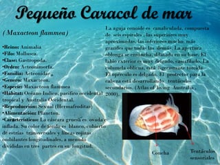 (Maxacteon flammea)
•Reino: Animalia
•Filo: Mollusca.
•Clase: Gastropoda.
•Orden: Acteonimorfa.
•Familia: Acteonidae .
•Genero: Maxacteon.
•Especie: Maxacteon flammea
•Hábitat: Océano Indico, pacifico occidental
tropical y Australia Occidental.
•Reproducción: Sexual (Hermafroditas)
•Alimentación: Plancton.
•Características: La cáscara gruesa es ovada e
inflada. Su color de fondo es blanco, cubierto
de estrías transversales y líneas rojizas
ondulantes longitudinales, a menudo
divididas en tres partes en su longitud.
Pequeño Caracol de mar
La aguja conoide es canaliculada, compuesta
de seis espirales , las superiores muy
aproximadas, las inferiores mucho más
grandes que todas las demás. La apertura
oblonga se ensancha, dilatada en su base. El
labio exterior es muy delgado, casiafilado. La
columela oblicua, está ligeramente torcida.
El opérculo es delgado. El protector para la
cabeza está desarrollando tentáculos
secundarios. (Atlas of living Australia ,
2000).
Concha Tentáculos
sensoriales
 