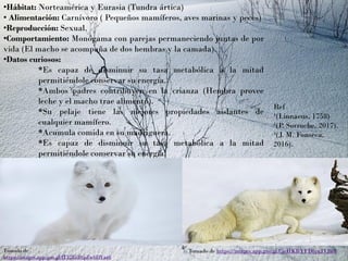 •Hábitat: Norteamérica y Eurasia (Tundra ártica)
• Alimentación: Carnívoro ( Pequeños mamíferos, aves marinas y peces)
•Reproducción: Sexual.
•Comportamiento: Monógama con parejas permaneciendo juntas de por
vida (El macho se acompaña de dos hembras y la camada).
•Datos curiosos:
*Es capaz de disminuir su tasa metabólica a la mitad
permitiéndole conservar su energía.
*Ambos padres contribuyen en la crianza (Hembra provee
leche y el macho trae alimento).
*Su pelaje tiene las mejores propiedades aislantes de
cualquier mamífero.
*Acumula comida en su madriguera.
*Es capaz de disminuir su tasa metabólica a la mitad
permitiéndole conservar su energía.
Ref
¹(Linnaeus, 1758)
²(P. Sorroche, 2017).
³(J. M. Fonseca,
2016).
Tomado de
https://images.app.goo.gl/fT32EsDtpZw6DVaz6
Tomado de https://images.app.goo.gl/CjeHKBYFD6juJVBr8
 