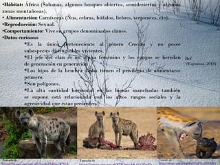 •Hábitat: África (Sabanas, algunos bosques abiertos, semidesiertos y algunas
zonas montañosas).
• Alimentación: Carnívoras (Ñus, cebras, búfalos, liebres, serpientes, etc).
•Reproducción: Sexual.
•Comportamiento: Vive en grupos denominados clanes.
•Datos curiosos:
*Es la única perteneciente al género Crocuta y no posee
subespecies distinguibles vivientes.
*El jefe del clan es un alpha femenino y los rangos se heredan
de generación en generación
*Los hijos de la hembra alpha tienen el privilegio de alimentarse
primero.
*Son polígonos.
*La alta cantidad hormonal en las hienas manchadas también
se supone está relacionada con los altos rangos sociales y la
agresividad que éstas presenten.¹
Ref
¹(Espinoza, 2018)
Tomado de
https://images.app.goo.gl/L7ms3gZdd8qseWNCA
Tomado de Tomado de
https://images.app.goo.gl/BaC34uETxtJFRarW8
 