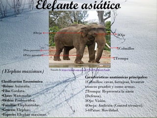(Elephas maximus)
Clasificación Taxonómica
•Reino: Animalia.
•Filo: Cordata.
•Clase: Mammalia.
•Orden: Proboscidea.
•Familia: Elephantidae.
•Genero: Elephas.
•Especie: Elephas maximus. ³
Elefante asiático
Tomado de https://images.app.goo.gl/YT4nDXJBwa4xYgaj8
2Trompa
1Colmillos
3Ojo
4Oreja
5Pata posterior
6Pata anterior
Características anatómicas principales:
1Colmillos: cavar, forrajear, levantar
troncos pesados y como armas.
2Trompa: Representa la nariz
(Defensa).
3Ojo: Visión.
4Oreja: Audición (Control térmico).
5-6Patas: Movilidad.
 