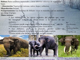 Hábitat: Países asiáticos (matorrales y áreas abiertas cubiertas de vegetación
baja).
• Alimentación: Vegetación, cortezas, raíces, hojas y arbustos.
•Reproducción: Sexual.
•Comportamiento: Las hembras de elefante viven en manadas con un matriarca
que dirige el grupo.
•Datos curiosos:
* Los elefantes son los únicos animales del planeta que, como
los humanos, realizan un ritual frente a la muerte de sus
parientes.
* Un elefante puede comer hasta 136 kg de alimento en un solo día.
* El elefante es el animal más grande sobre tierra firme.
* Los elefantes, pese a su tamaño, pueden nadar sin
problemas utilizando su trompa como snorkel para respirar.
*Tienen miedo a las abejas y hormigas, no a los ratones. ¹
Ref
¹(Zoo Portraits ,
2017)
²(BioEncoclopedia,
s.f)
³(Anipedia, s.f)
Tomado de Tomado de
https://images.app.goo.gl/jr8HLG2NnG1NU3Mo9
Tomado de
https://images.app.goo.gl/piGuyk1Kwbtdt8
 