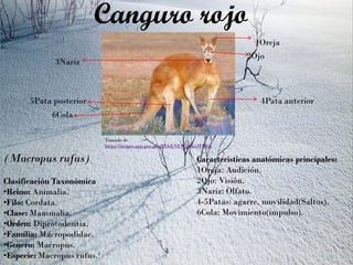 (Macropus rufus)
Clasificación Taxonómica
•Reino: Animalia.
•Filo: Cordata.
•Clase: Mammalia.
•Orden: Diprotodontia.
•Familia: Macropodidae.
•Genero: Macropus.
•Especie: Macropus rufus.¹
Canguro rojo
Tomado de
https://images.app.goo.gl/oXEbENEWghKt3TMQ6
1Oreja
2Ojo
3Nariz
4Pata anterior5Pata posterior
6Cola
Características anatómicas principales:
1Oreja: Audición.
2Ojo: Visión.
3Nariz: Olfato.
4-5Patas: agarre, movilidad(Saltos).
6Cola: Movimiento(impulso).
 