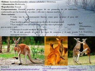 •Hábitat: Australia(matorrales, sabanas arboladas y desiertos).
• Alimentación: Herbívoros.
•Reproducción: Sexual.
•Comportamiento: Forman pequeños grupos de un promedio de 10 individuos,
conformados por las hembras, sus crías y sólo uno o algunos machos.
•Datos curiosos:
* Colas son lo suficientemente fuertes como para sostener el peso del
animal.
* Las hembras siempre permanecen dentro de su grupo natal.
* Los canguros son tan numerosos que hay una explotación regulada
por su carne y piel.
* Adornan el escudo nacional de Australia
* Es el más grande de todos los tipos de canguros y el más grande
marsupial viviente. ²
Ref
¹(Desmarest,
1822).
²( J. Guerrero,
2016)
Tomado de
https://images.app.goo.gl/qCkQhZySGwkCqRGu7
Tomado de
https://images.app.goo.gl/95yY4QT6aX
1124jy7
Tomado de
https://images.app.goo.gl/rTC7
 