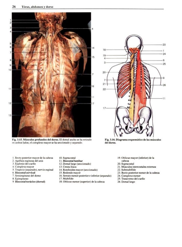 Featured image of post Atlas De Anatomia Humana Fotos Reales Un detallado atlas 3d del cuerpo humano