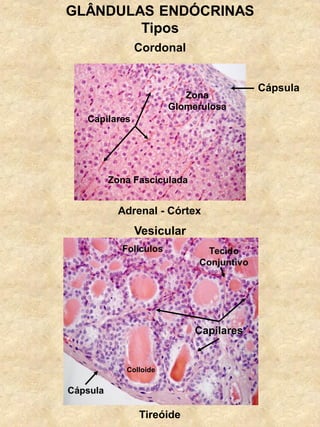 GLÂNDULAS ENDÓCRINAS
Tipos
Cordonal
Vesicular
Cápsula
Zona
Glomerulosa
Zona Fasciculada
Capilares
Capilares
Colloide
Adrenal - Córtex
Tireóide
 