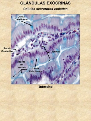 GLÂNDULAS EXÓCRINAS
Células secretoras isoladas
Célula
Caliciforme
Tecido
Conjuntivo
Intestino
Epitélio
Célula
Caliciforme
Borda
em
escova
 