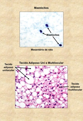 Mastócitos
Mastócitos
Tecido Adiposo Uni e Multilocular
Tecido
adiposo
multilocular
Tecido
adiposo
unilocular
Mesentério de rato
 