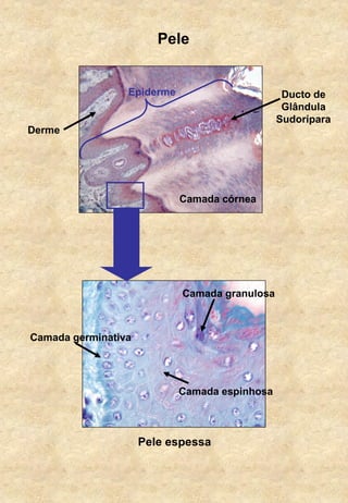 Pele
Pele espessa
Camada granulosa
Camada espinhosa
Camada germinativa
Epiderme Ducto de
Glândula
Sudorípara
Camada córnea
Derme
 