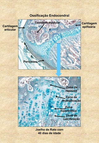 Zona de
repouso
Zona de
multiplicação
Zona
hipertrófica
Zona de
calcificação
Joelho de Rato com
40 dias de idade
Ossificação Endocondral
Cartilagem
epifisária
Periósteo
Cavidade medular
Cartilagem
articular
 