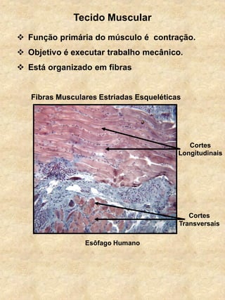  Função primária do músculo é contração.
 Objetivo é executar trabalho mecânico.
 Está organizado em fibras
Tecido Muscular
Esôfago Humano
Fibras Musculares Estriadas Esqueléticas
Cortes
Transversais
Cortes
Longitudinais
 