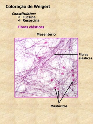 Coloração de Weigert
Constituintes:
 Fucsina
 Resorcina
Fibras elásticas
Mesentério
Fibras
elásticas
Mastócitos
 