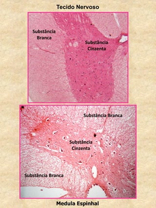 Tecido Nervoso
Medula Espinhal
Substância
Branca
Substância Branca
Substância Branca
Substância
Cinzenta
Substância
Cinzenta
 