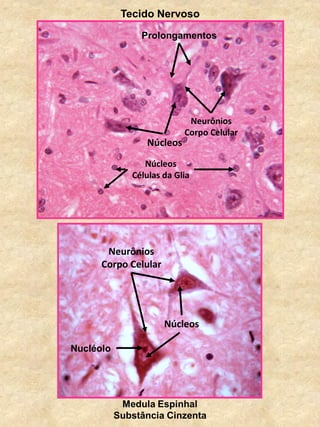 Tecido Nervoso
Medula Espinhal
Substância Cinzenta
Neurônios
Corpo Celular
Núcleos
Nucléolo
Prolongamentos
Núcleos
Neurônios
Corpo Celular
Núcleos
Células da Glia
 