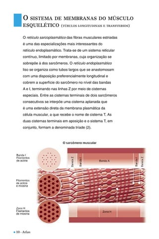 n 10 - Atlas
O retículo sarcoplasmático das fibras musculares estriadas
é uma das especializações mais interessantes do
retículo endoplasmático. Trata-se de um sistema reticular
contínuo, limitado por membranas, cuja organização se
sobrepõe à dos sarcômeros. O retículo endoplasmático
liso se organiza como tubos largos que se anastomosam
com uma disposição preferencialmente longitudinal e
cobrem a superfície do sarcômero no nível das bandas
A e I, terminando nas linhas Z por meio de cisternas
especiais. Entre as cisternas terminais de dois sarcômeros
consecutivos se interpõe uma cisterna aplanada que
é uma extensão direta da membrana plasmática da
célula muscular, a que recebe o nome de cisterna T. As
duas cisternas terminais em aposição e o sistema T, em
conjunto, formam a denominada tríade (2).
O SISTEMA DE MEMBRANAS DO MÚSCULO
ESQUELÉTICO (TÚBULOS LONGITUDINAIS E TRANSVERSOS)
 