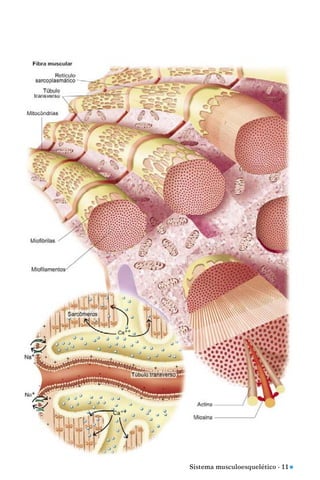 Sistema musculoesquelético - 11 n
 