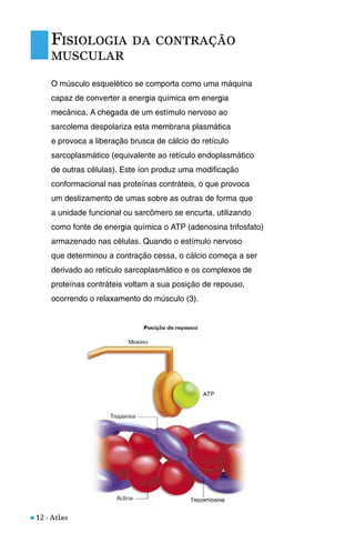 n 12 - Atlas
O músculo esquelético se comporta como uma máquina
capaz de converter a energia química em energia
mecânica. A chegada de um estímulo nervoso ao
sarcolema despolariza esta membrana plasmática
e provoca a liberação brusca de cálcio do retículo
sarcoplasmático (equivalente ao retículo endoplasmático
de outras células). Este íon produz uma modificação
conformacional nas proteínas contráteis, o que provoca
um deslizamento de umas sobre as outras de forma que
a unidade funcional ou sarcômero se encurta, utilizando
como fonte de energia química o ATP (adenosina trifosfato)
armazenado nas células. Quando o estímulo nervoso
que determinou a contração cessa, o cálcio começa a ser
derivado ao retículo sarcoplasmático e os complexos de
proteínas contráteis voltam a sua posição de repouso,
ocorrendo o relaxamento do músculo (3).
FISIOLOGIA DA CONTRAÇÃO
MUSCULAR
 