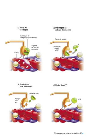 Sistema musculoesquelético - 13 n
 