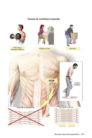 Sistema musculoesquelético - 15 n
 