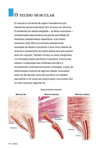 n 6 - Atlas
O músculo é um tecido de origem mesodérmica que
representa aproximadamente 35% do peso do indivíduo.
É constituído por células alargadas – as fibras musculares –,
caracterizadas pela presença de grande quantidade de
filamentos citoplasmáticos específicos, e por tecido
conjuntivo. Este último se encontra estreitamente
associado às células musculares e atua como sistema de
amarras e acoplamento da tração destas para que possam
atuar em conjunto. Também conduz os vasos sangüíneos
e a inervação própria das fibras musculares. A forma das
células e a disposição das miofibrilas permitem o
encurtamento unidirecional durante a contração. O grau de
diferenciação funcional de algumas células musculares
pode ser tão elevado como para produzir um trabalho
equivalente a mil vezes seu próprio peso e se contrair cem
ou mais vezes por segundo (2).
O TECIDO MUSCULAR
 
