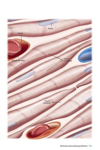Sistema musculoesquelético - 7 n
 