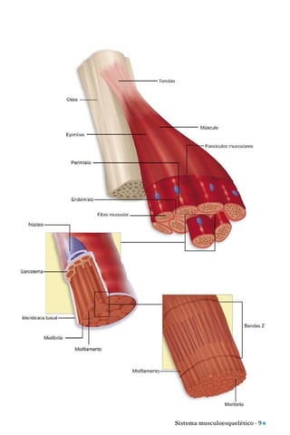 Sistema musculoesquelético - 9 n
 