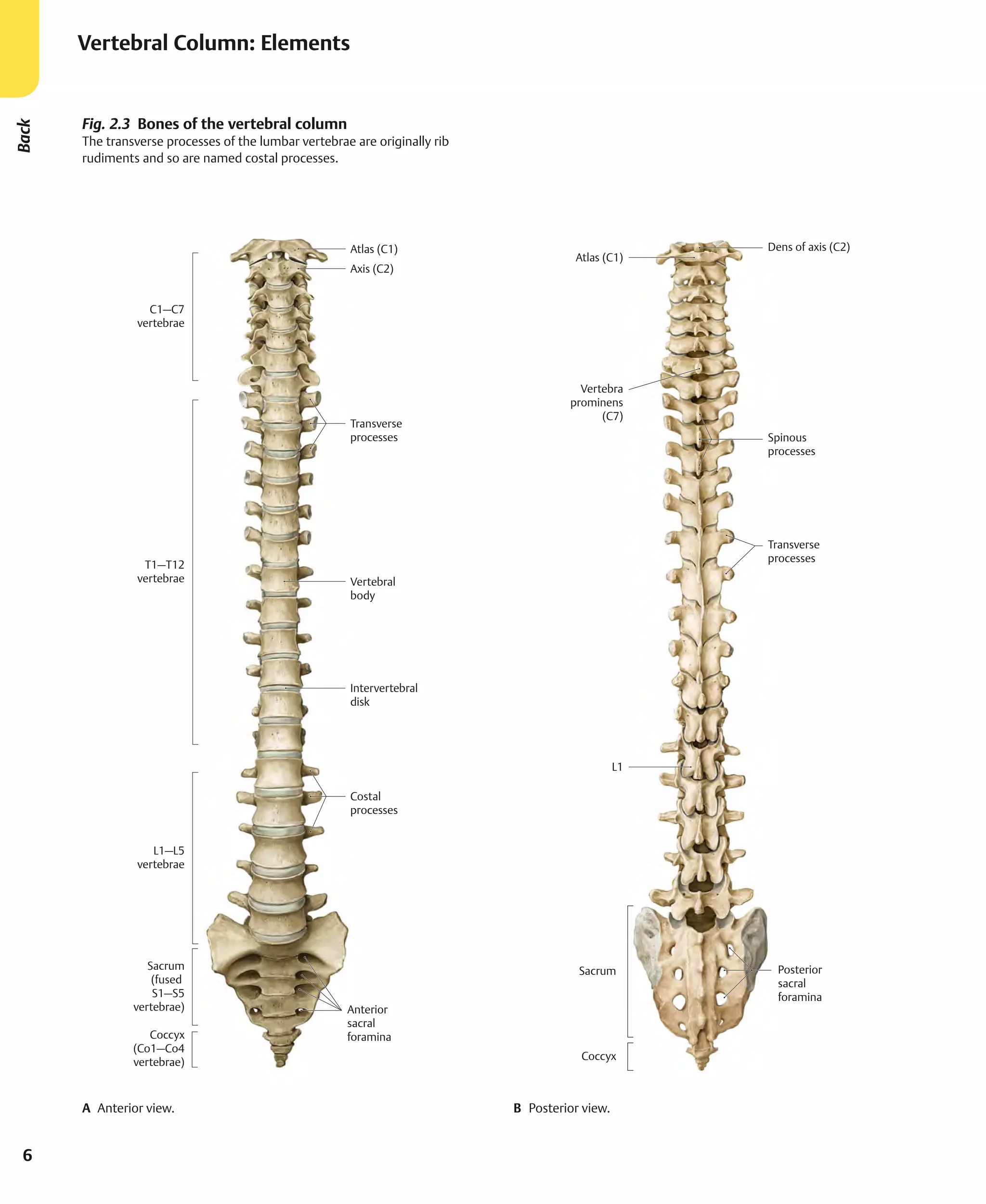 Atlas of Anatomy 4th Edition.Pdf