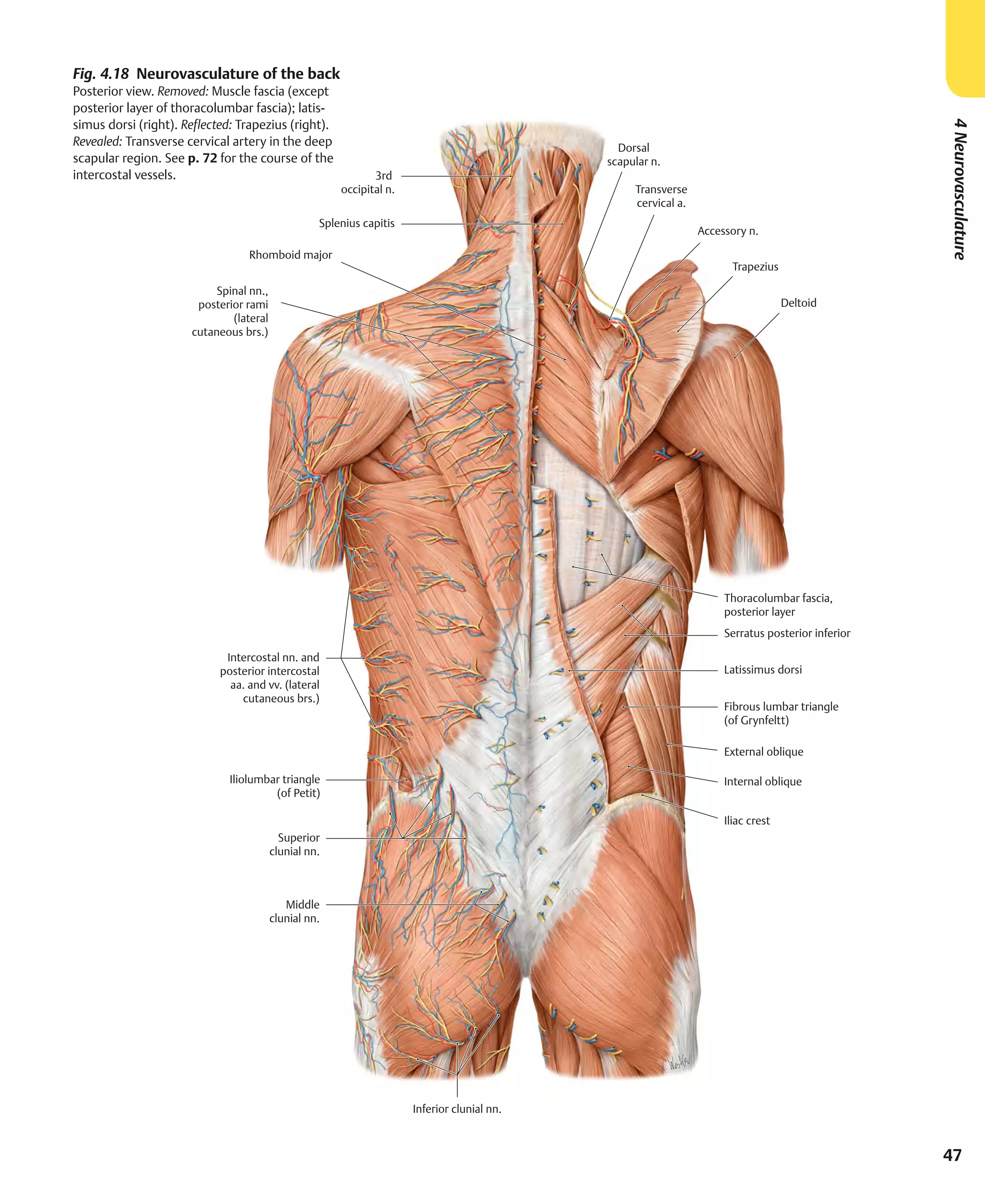 Atlas of Anatomy 4th Edition.Pdf