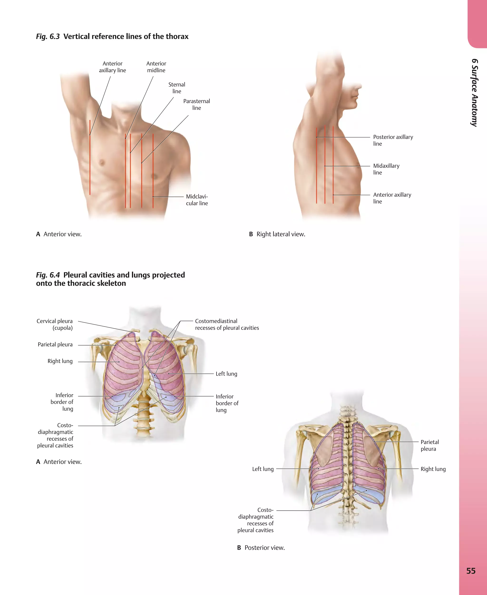 Atlas of Anatomy 4th Edition.Pdf