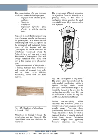 Physes Atlas of human_skeletal_anatomy | PDF