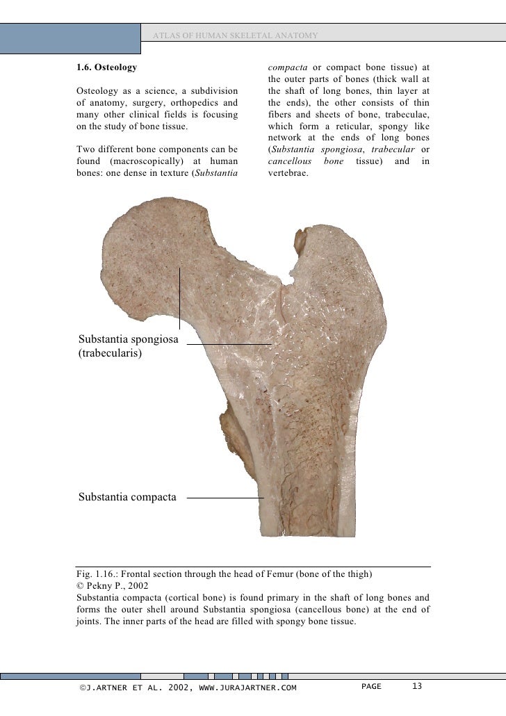 Atlas of human_skeletal_anatomy