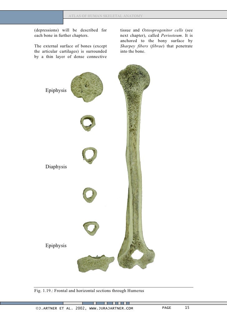 Atlas of human_skeletal_anatomy