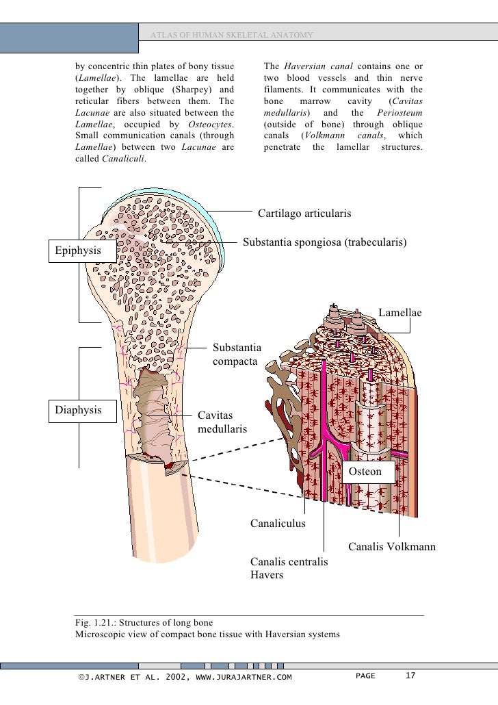 Atlas of human_skeletal_anatomy
