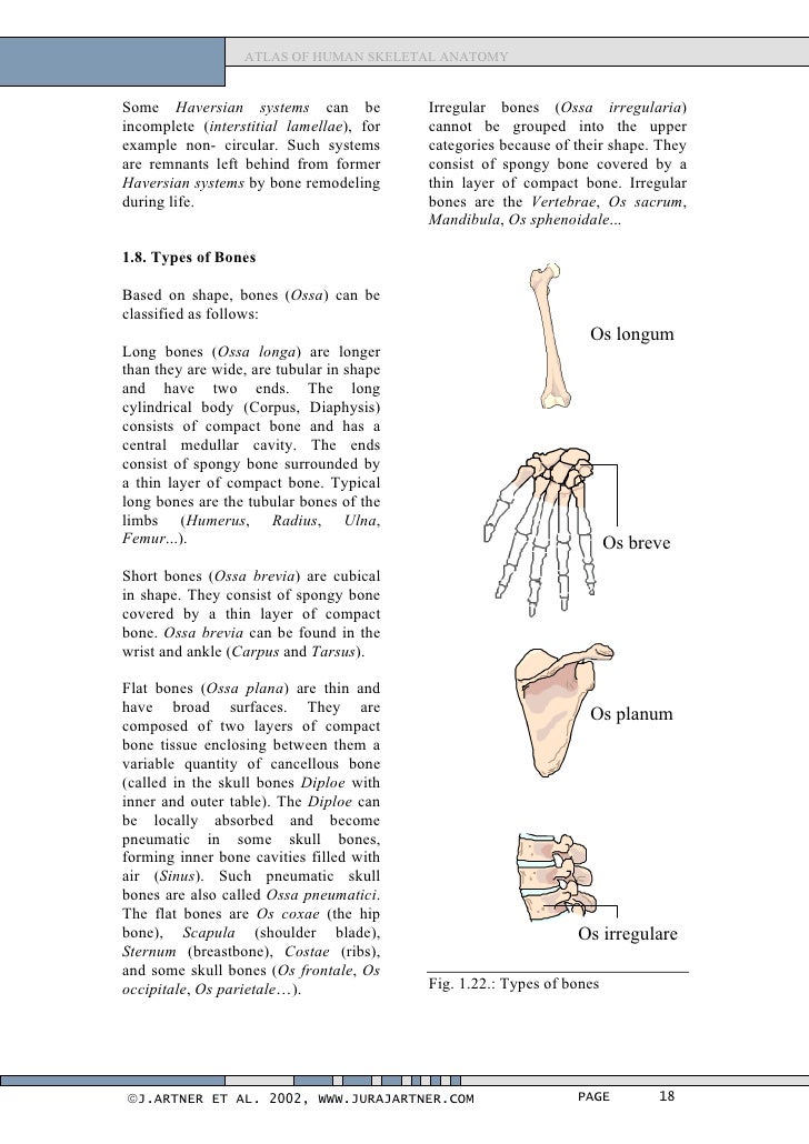 Atlas of human_skeletal_anatomy