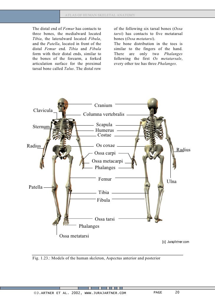 Atlas of human_skeletal_anatomy